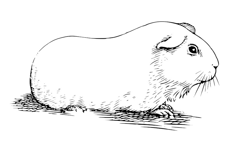 Guinea Pig Line Drawing